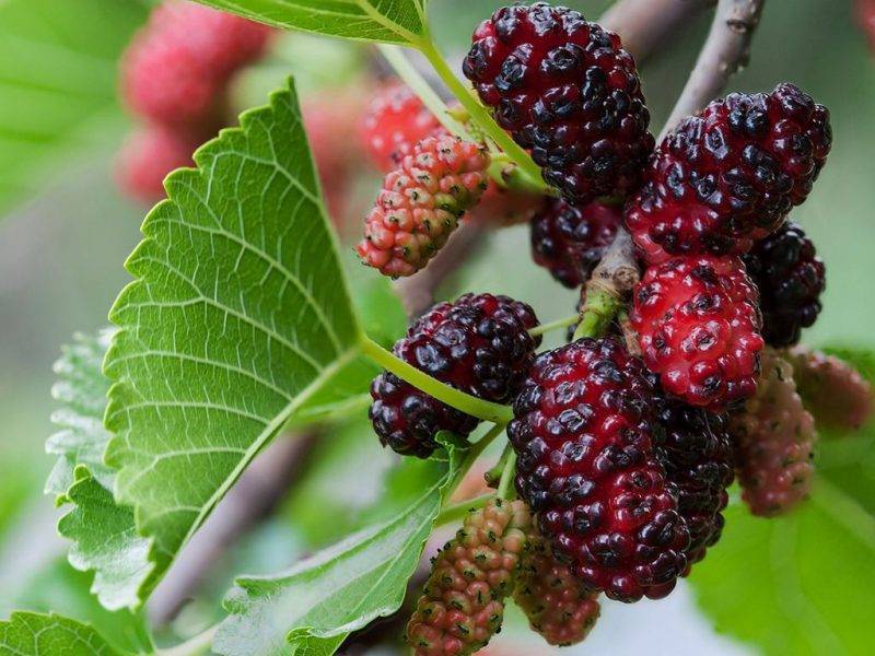 Шелковица купить саженцы из питомнике в Заречном