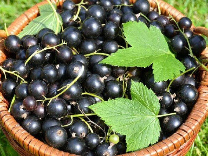 Смородина купить саженцы из питомника в Заречном