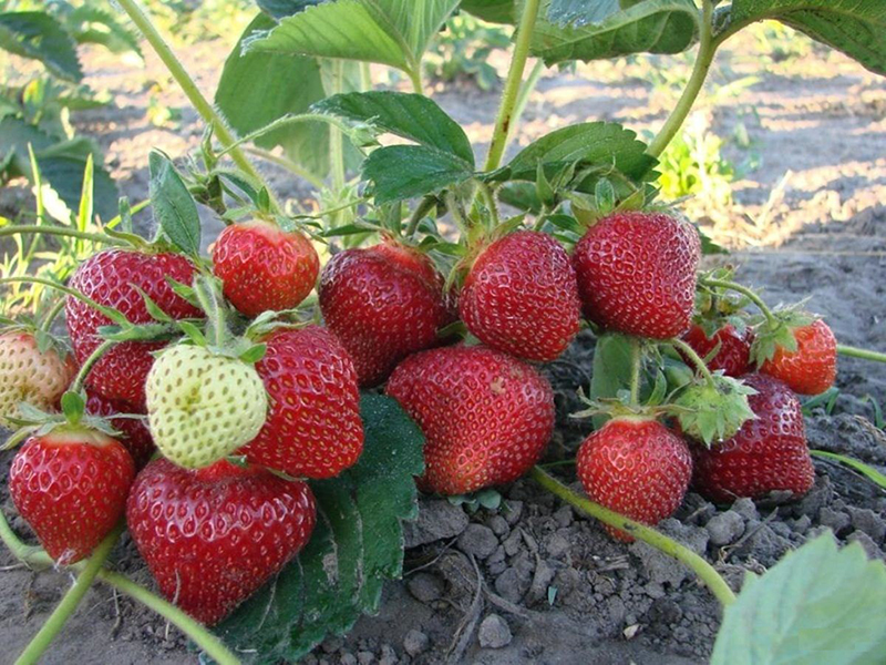 Клубника купить саженцы из питомника в Заречном
