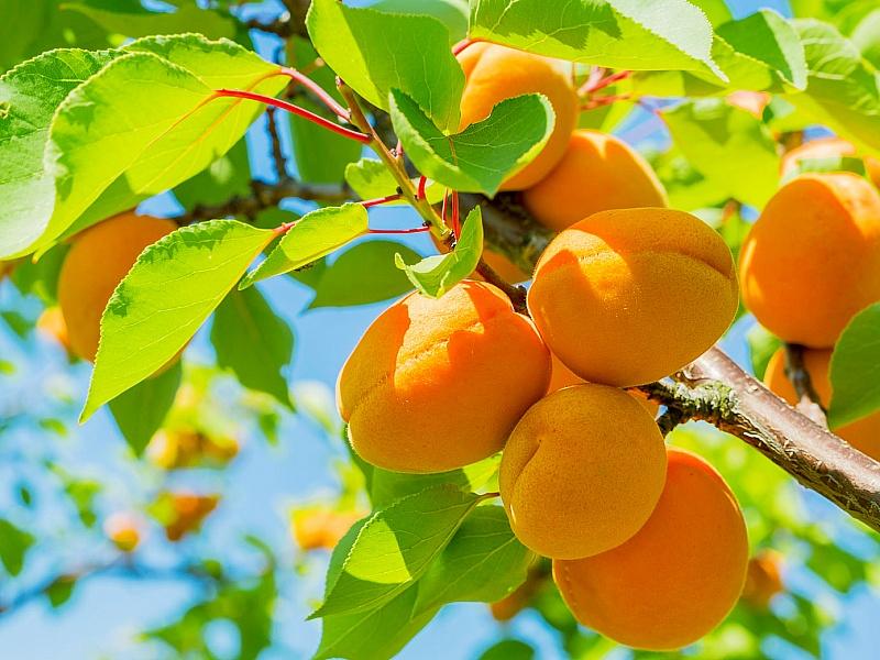 Абрикос купить саженцы из питомнике в Заречном