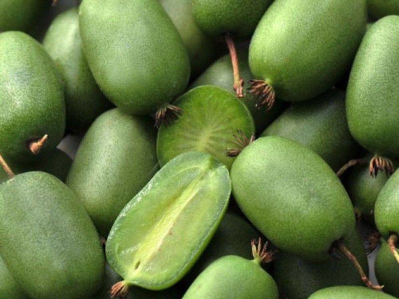 Актинидия купить саженцы из питомнике в Заречном