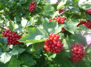 КАЛИНА обыкновенная