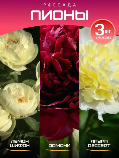 Пион Комплект: Лемон Шифон+Армани+Лаура Дессерт