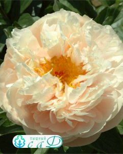Пион "ПАСТЕЛЕГАНС"