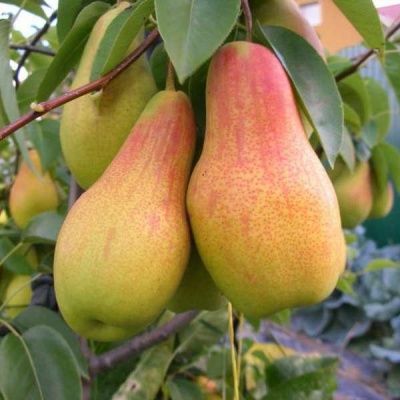 Груша "ТАЛГАРСКАЯ КРАСАВИЦА"