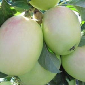 Яблоня "БОЧОНОК"