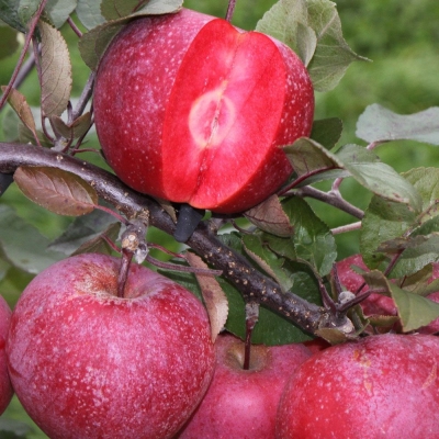 Яблоня "РЭД КЕТТИ"